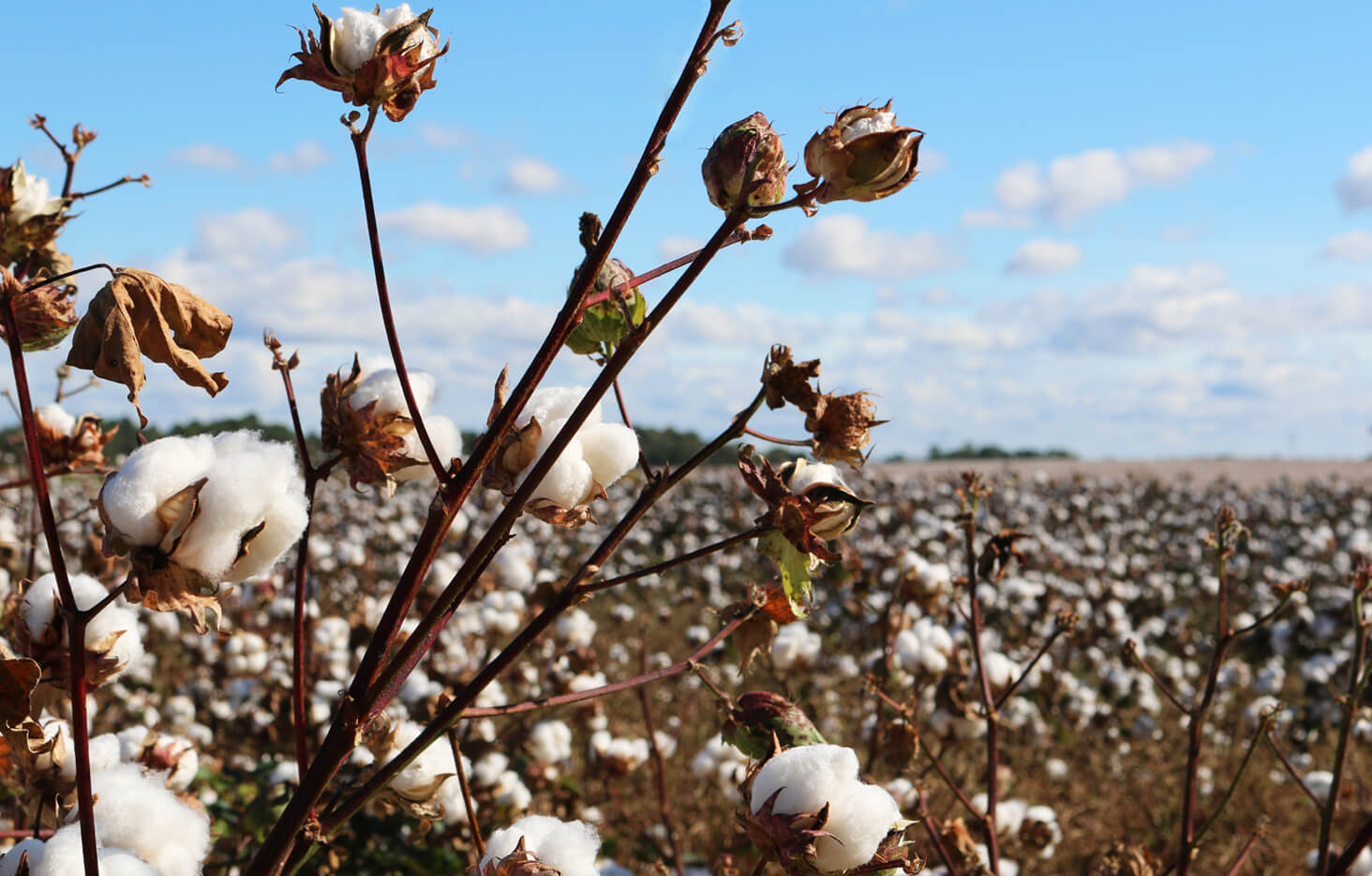 cotton field