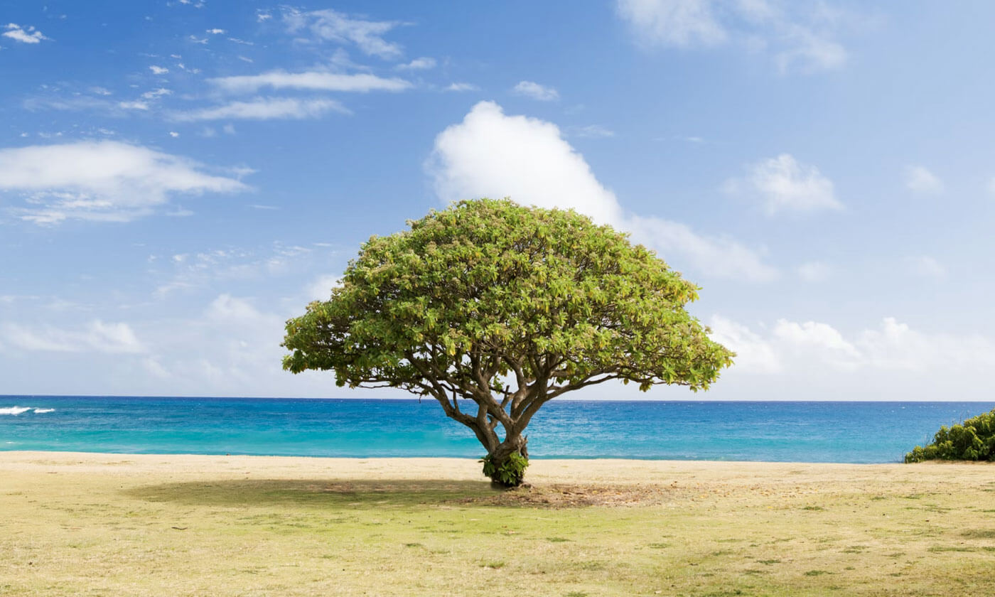 it is a view, tree, sea and nature