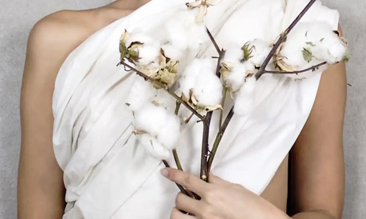 lady holding fresh cotton