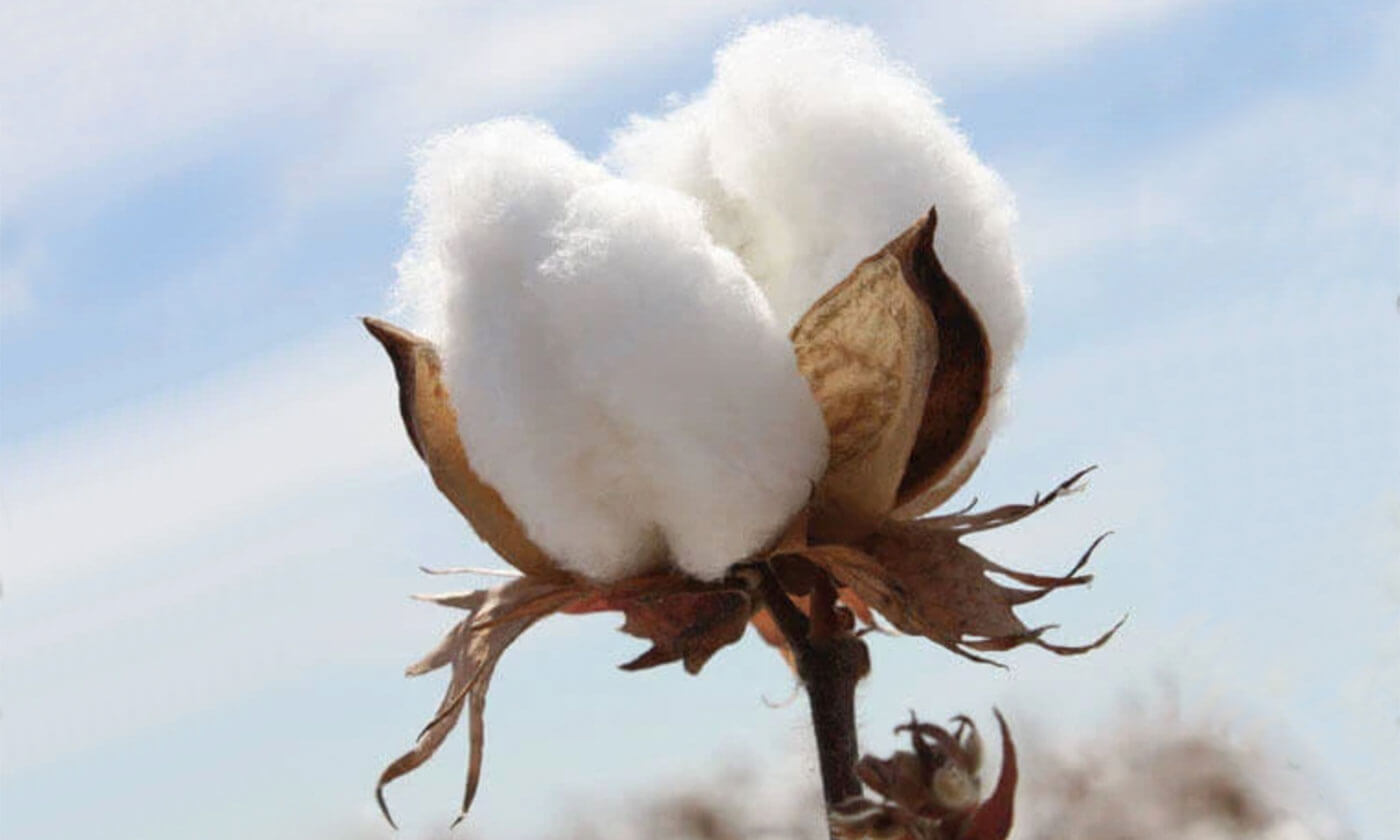 blooming cotton and blue sky